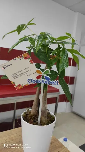 48 Çitir Pi̇li̇ç - Photo 8