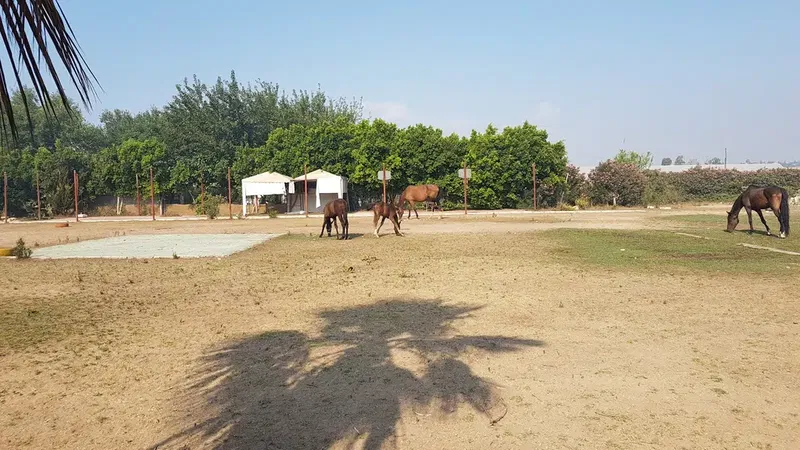 ABAK Antalya Binicilik ve Atlı Spor Kulübü - Photo 4