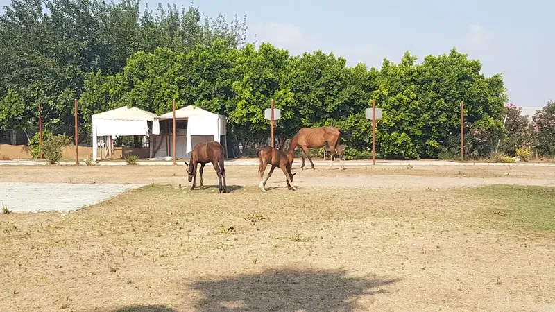 ABAK Antalya Binicilik ve Atlı Spor Kulübü - Photo 7