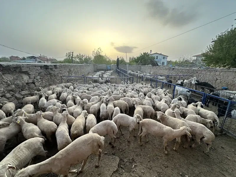 Adakci Paşaoğlu - Photo 1