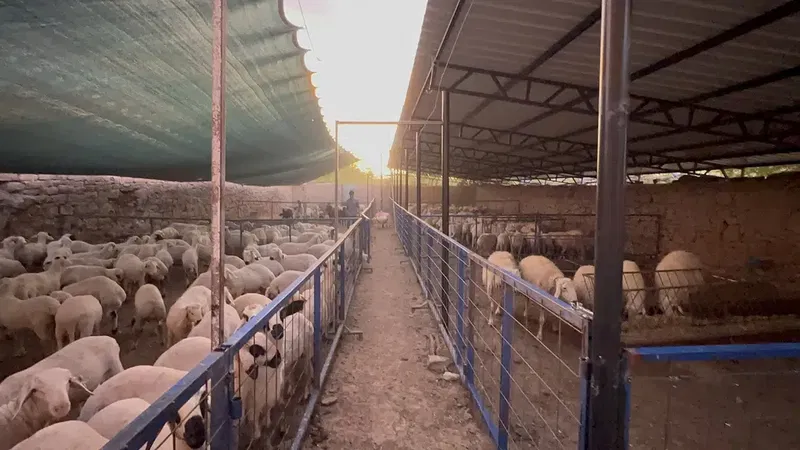 Adakci Paşaoğlu - Photo 3