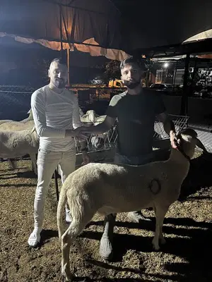 Adaklik Ve Kurbanlik (Uykar Besi̇ci̇li̇k)
