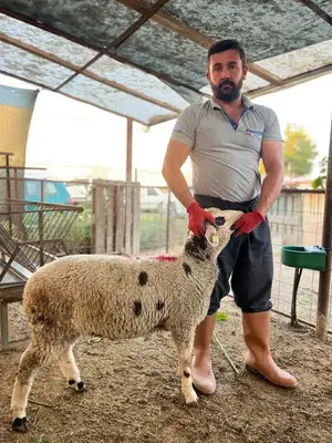 Adaklık ve kurbanlık (haytaoğlubesicilik)