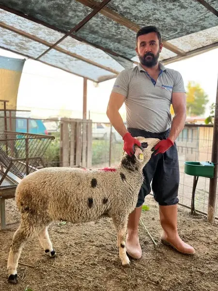 Adaklık ve kurbanlık (haytaoğlubesicilik) - Photo 1