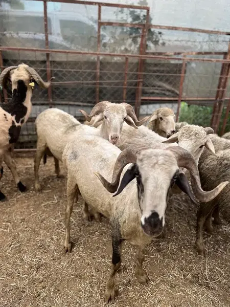 Adaklık ve kurbanlık (haytaoğlubesicilik) - Photo 5