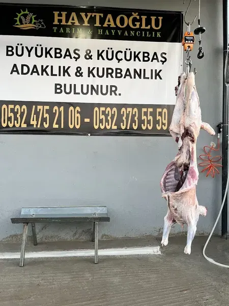 Adaklık ve kurbanlık (haytaoğlubesicilik) - Photo 10