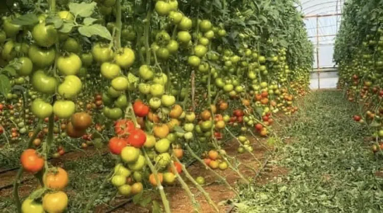 Agro Alaz Kimya - Photo 2