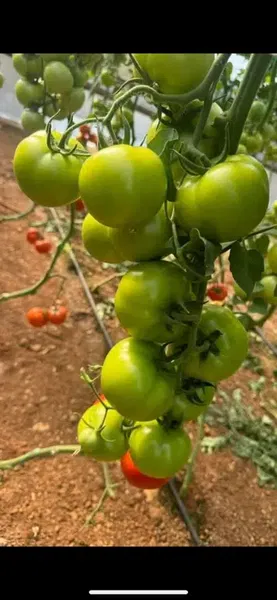 Agro Alaz Kimya - Photo 7