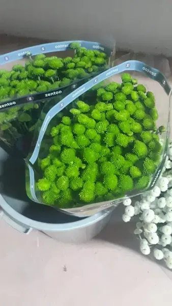 Akdeniz Çiçek Marketi - Photo 8