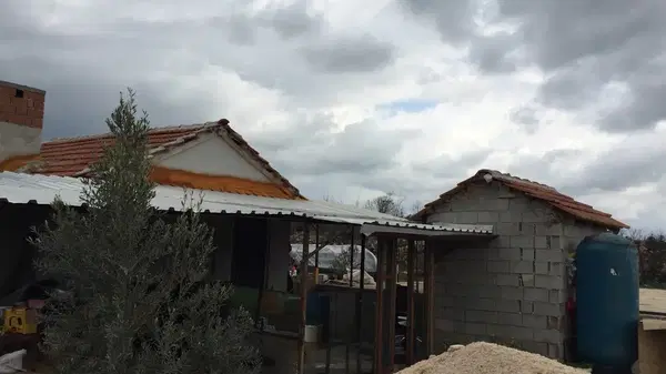 Aksarı Zeytin Bahçesi