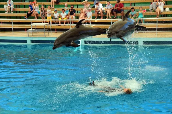Aksu Dolphinarium