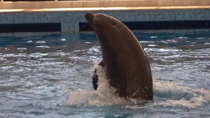 Aksu Dolphinarium - Photo 8