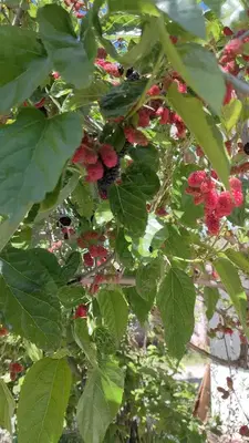 Aktoprak Kültür Parkı
