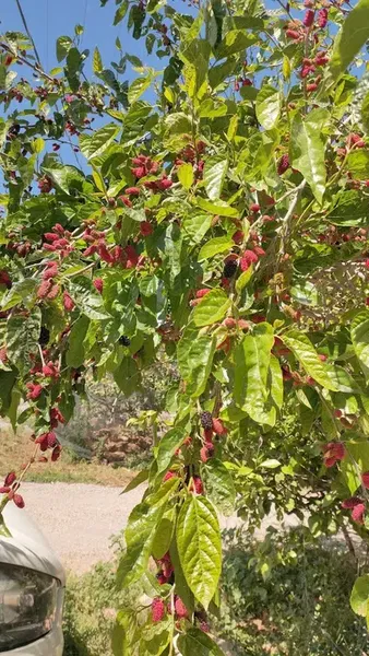 Aktoprak Kültür Parkı - Photo 4