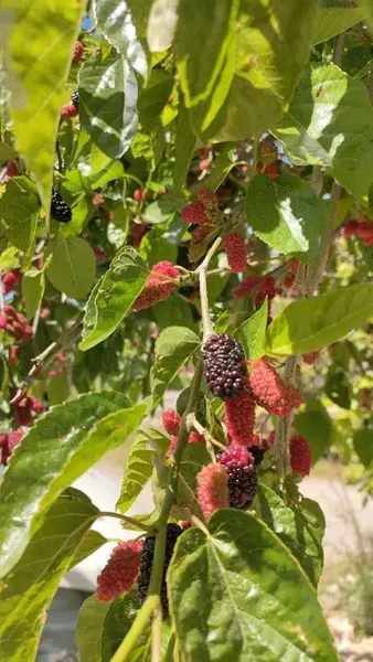 Aktoprak Kültür Parkı - Photo 6
