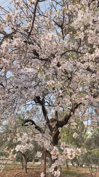 Aktoprak Kültür Parkı - Photo 9