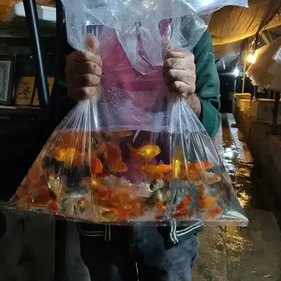 Akvaryum Balığı ve Bitkisi Üretim Çiftliği