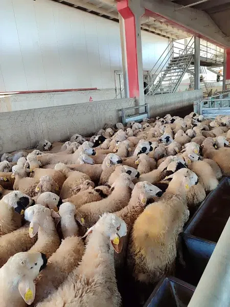 Akşener Agriculture Meat Integrated Plant - Photo 3