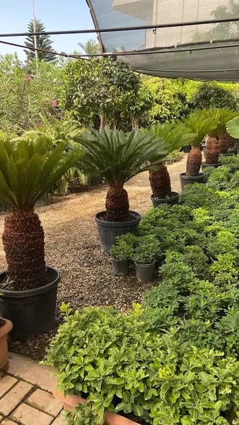 Alanya Botani̇k Peyzaj Ve Çi̇çek - Photo 6
