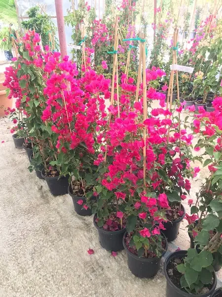 Alanya Botani̇k Peyzaj Ve Çi̇çek - Photo 7