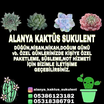 Alanya Kaktüs Sukulent
