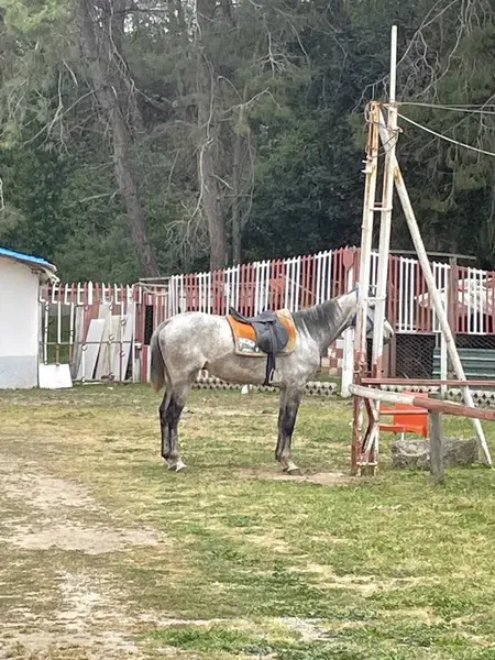 Alara At Çiftligi - Photo 6