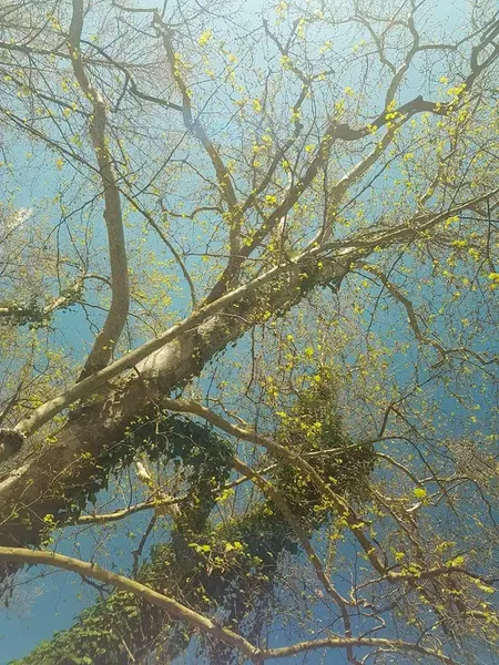Alasini Mevki - Photo 2