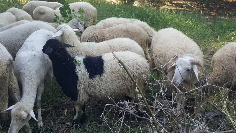 ALBAYRAK Adaklık kurbanlık - Photo 3