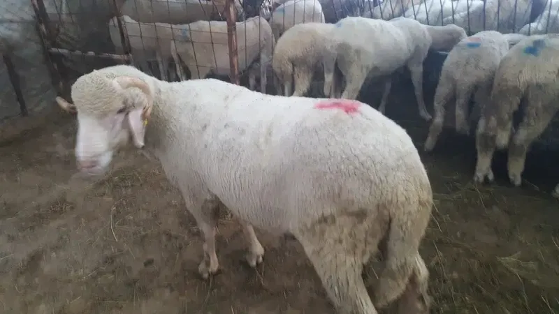 ALBAYRAK Adaklık kurbanlık - Photo 4