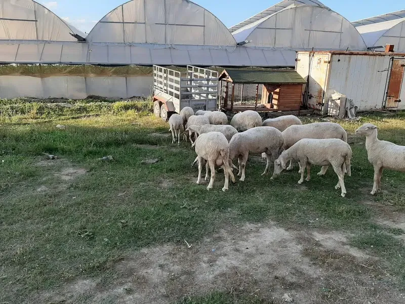 ALBAYRAK Adaklık kurbanlık - Photo 5