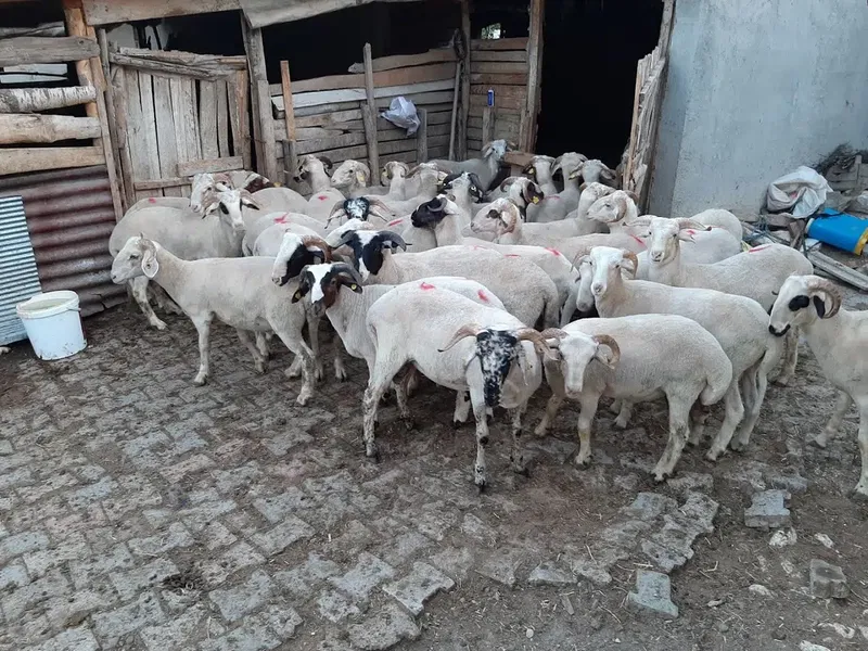 ALBAYRAK Adaklık kurbanlık - Photo 7