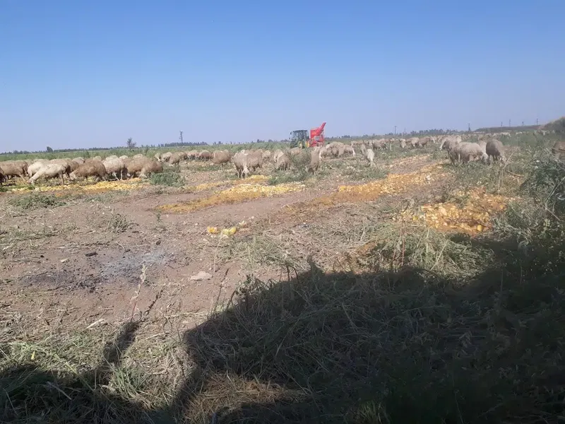 Alemdar Koyu Muhtarligi - Photo 10