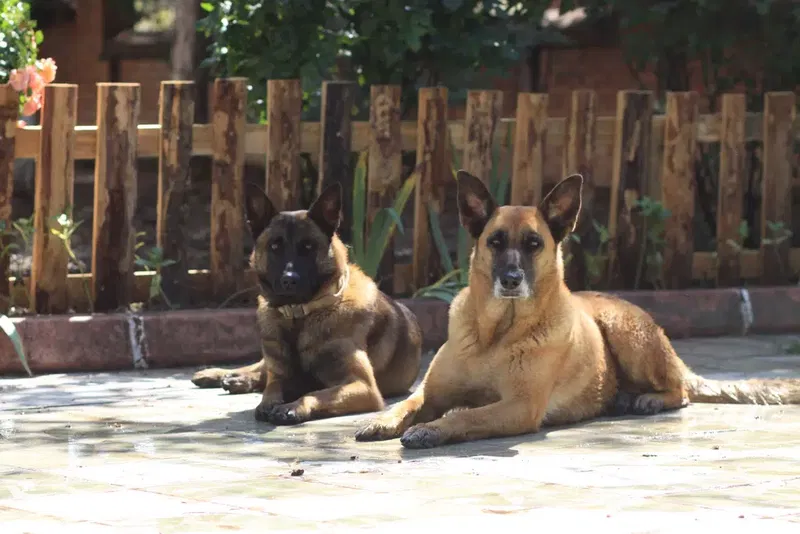 Alpha Dog Club-Bilal Demirok - Photo 6