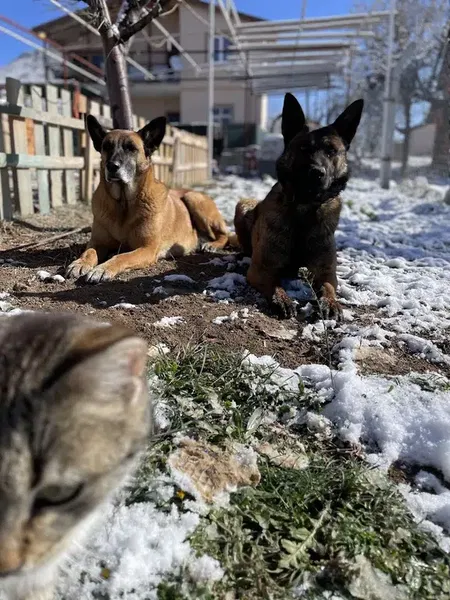 Alpha Dog Club-Bilal Demirok - Photo 7