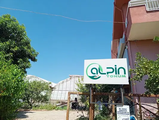 Alpin Tohum