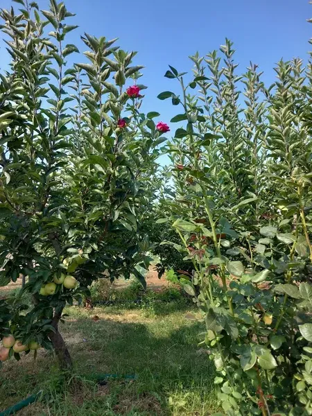 Altinkaya Çi̇ftli̇ği̇ - Photo 2