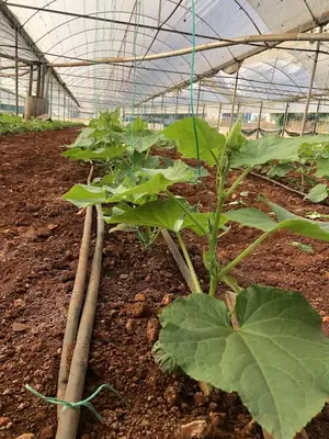Altıayak Pazar Yeti
