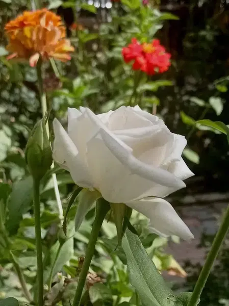 Altın Demlik Çay bahçesi - Photo 4