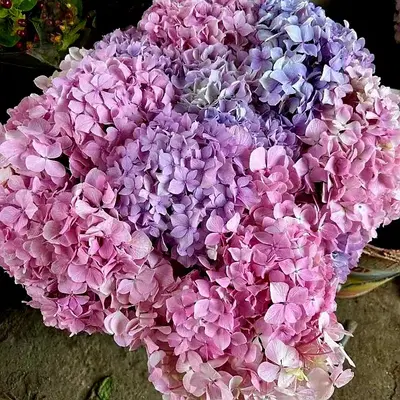 Anemon Flowers Antalya
