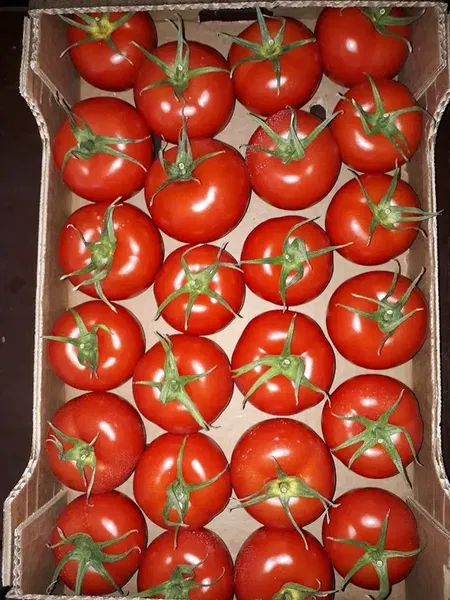 Anex Tarım - Photo 6