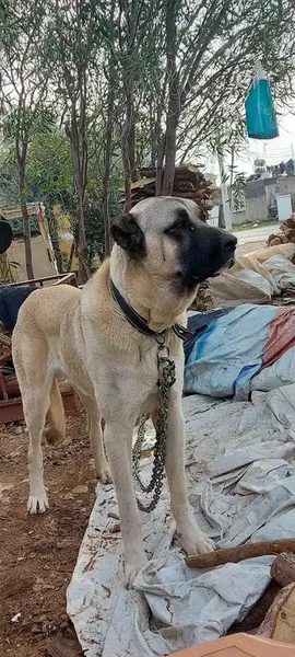 Animal Veteriner Kliniği - Photo 3