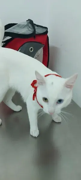 Animal Veteriner Kliniği - Photo 4
