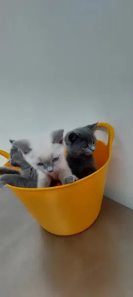 Animal Veteriner Kliniği - Photo 5