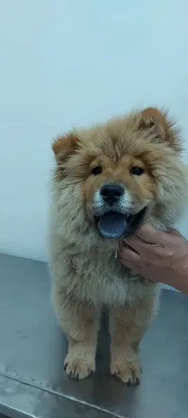 Animal Veteriner Kliniği - Photo 6