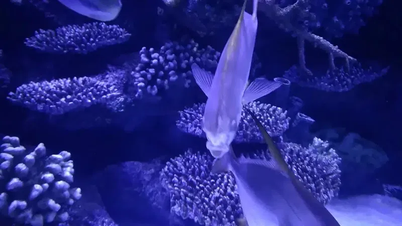 Antalya Aquarium - Photo 8