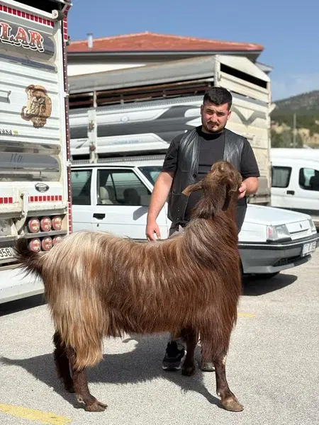 Antalya Aslanlar Adaklik Kurbanlik - Photo 4