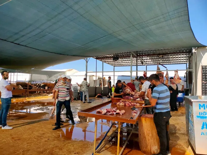 Antalya Aslanlar Adaklik Kurbanlik - Photo 6
