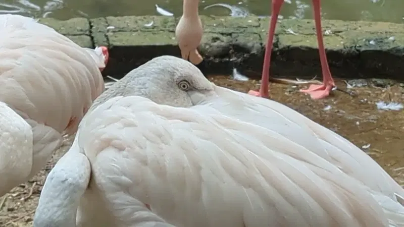 Antalya Zoo - Photo 2
