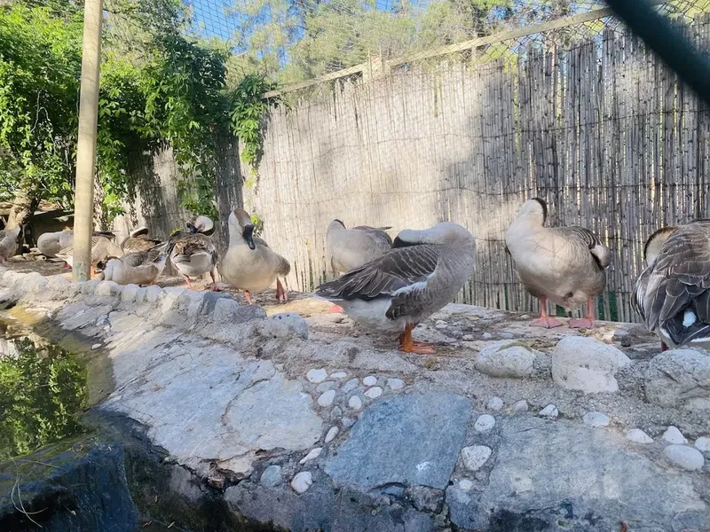 Antalya Zoo - Photo 6