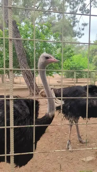 Antalya Zoo - Photo 8